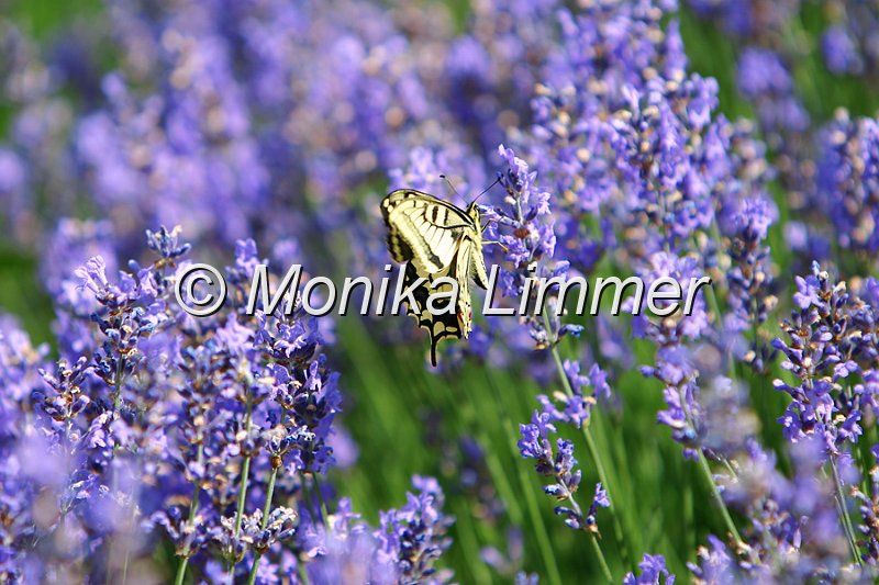 479_7980_Schmetterling_im_Lavendel.jpg