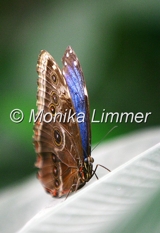 Blauer_Schmetterling.jpg